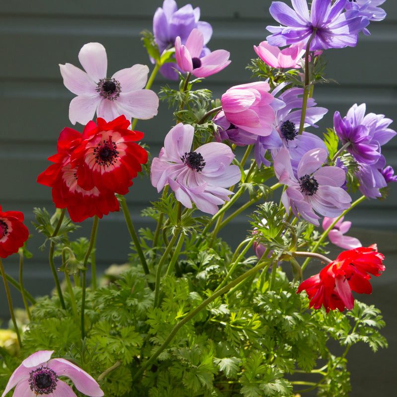 Anemone 'St. Brigid Mixed' 9cm