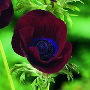 Anemone Bordeaux