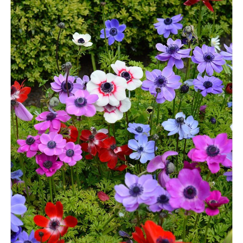 Anemone coronaria De Caen Mixed