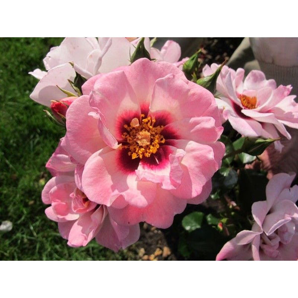 Angel Eyes Persica Rose 3.5 Litre