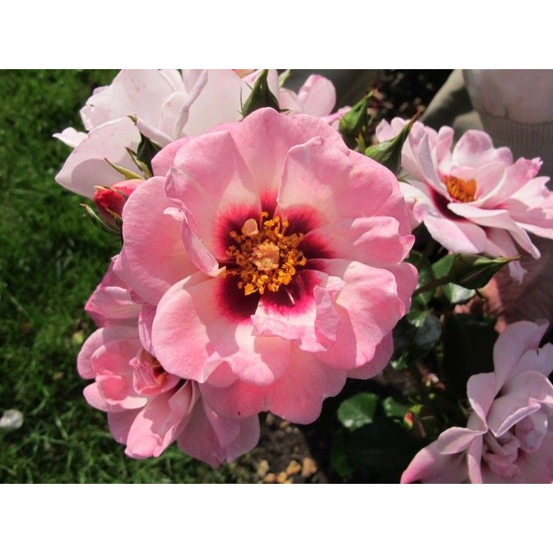 Angel Eyes Persica Rose 3.5 Litre