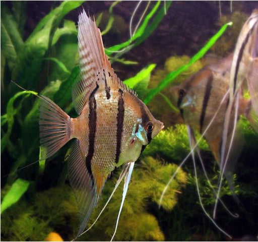Angelfish Peru False Altum