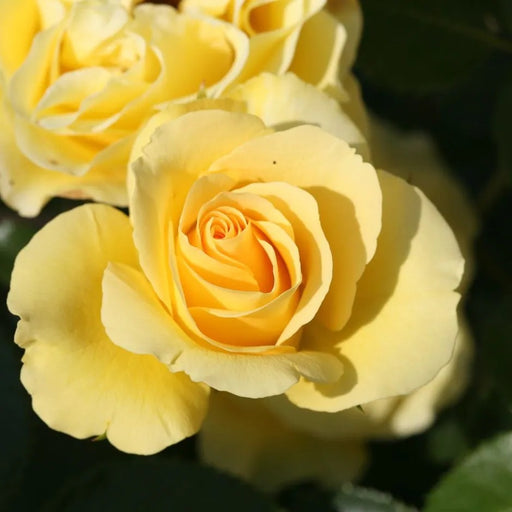 Anniversary Wishes Floribunda Rose 3.5 Litre