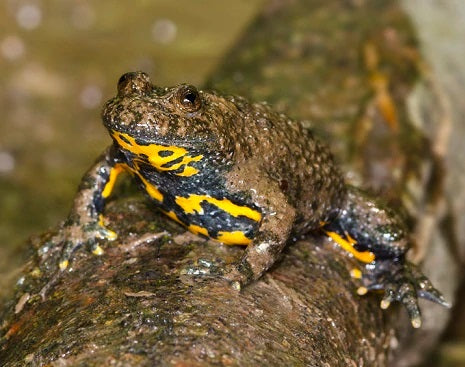 Apenine Yellow Bellied Toad
