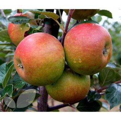 Apple 'Cox's Orange Pippin' - Self Fertile 10 Litre
