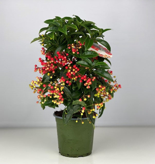 Ardisia crenata red — Newlands Garden Centre