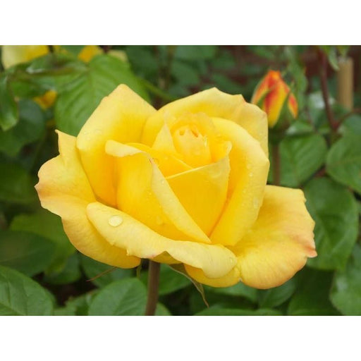 Arthur Bell Floribunda Rose 3.5 Litre