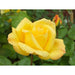 Arthur Bell Floribunda Rose 4.5 Litre