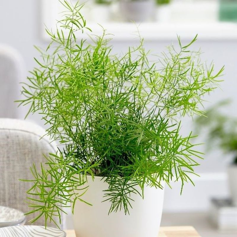 Asparagus Sprengeri Pot 18cm