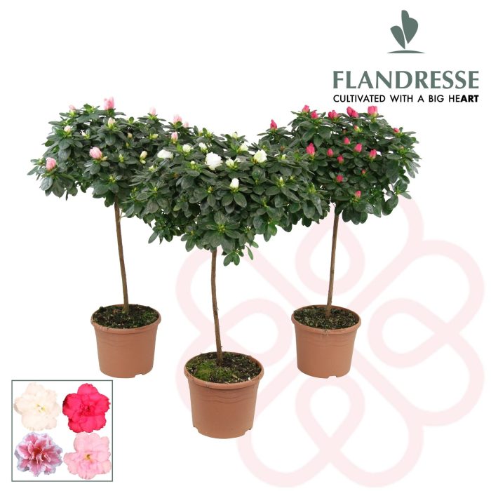 Azalea simsii mix P19 stem