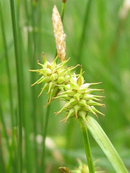 Carex flava | Yellow Sedge P9