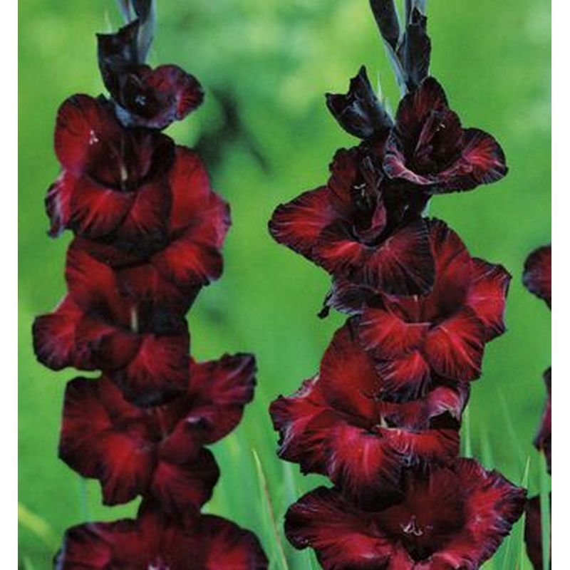 Gladioli Black Star