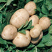 British Queen Seed Potatoes 2kg - Second Early