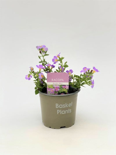 Bacopa Blue 10cm