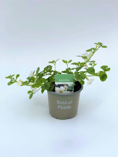 Bacopa White 10cm