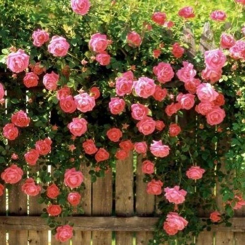 Bantry Bay Climbing Rose 4.5 Litre