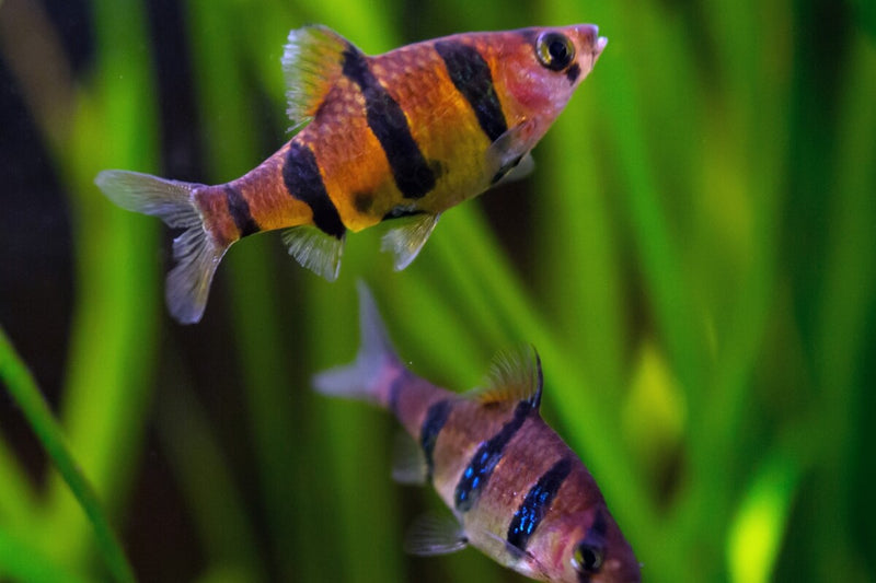Five Banded Barb