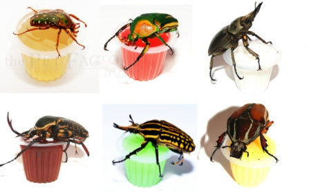 Beetle Jelly Single Pet Mix Flavour
