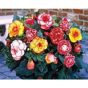 BEGONIA PICOTEE MIXED