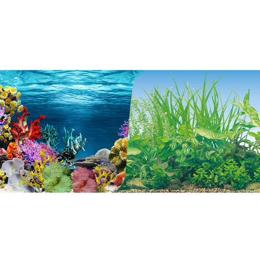 Betta Coral Plants Background