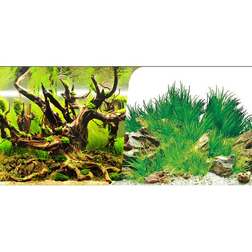 Betta Wood Root Plants and White Background 60cm Tall