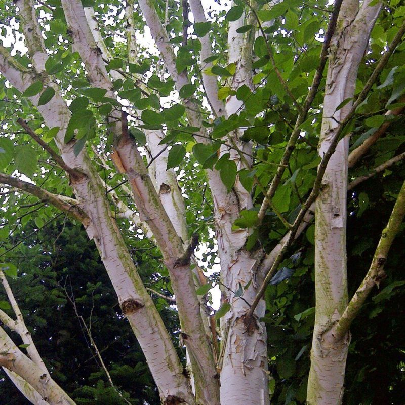 Betula Jacquemontii - Silver Birch 200cm Tall 10 Litre
