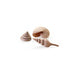 BiOrb Sea Shells Set of 3 Natural