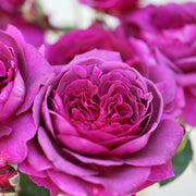 Big Purple Hybrid Tea Rose 4.5 Litre