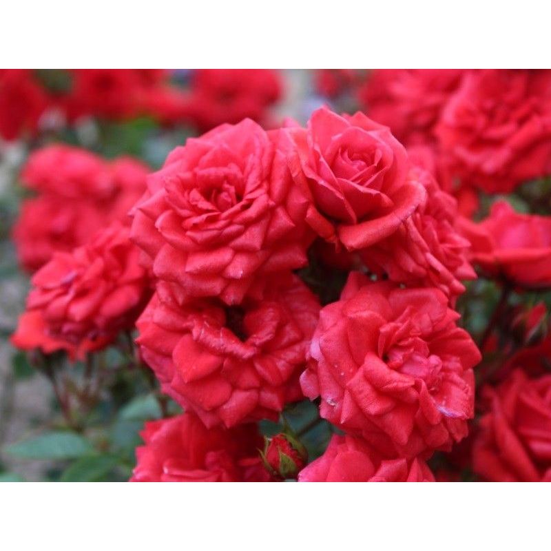 Birthday Wishes Patio Rose 3.5 Litre