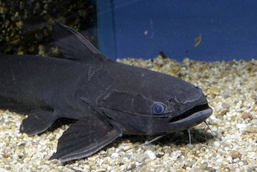 Black driftwood catfish Trachycorystes