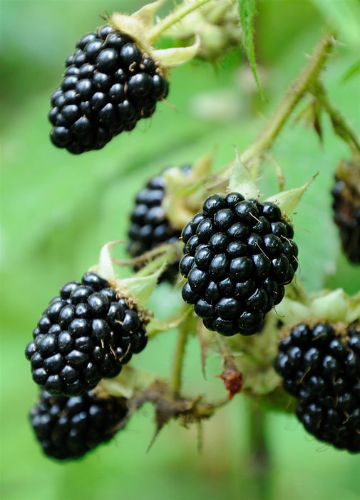 Blackberry Black Satin | Rubus 'Black Satin' - Thornless