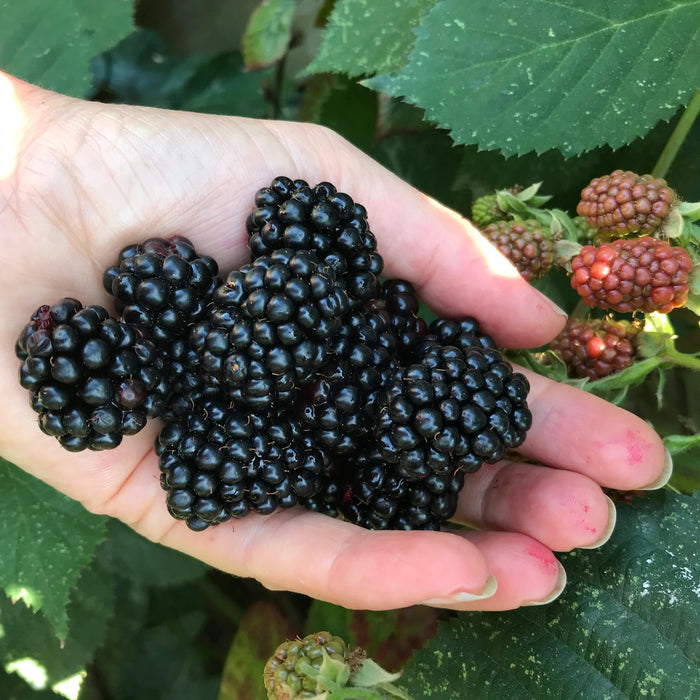 Blackberry Black Satin | Rubus 'Black Satin' - Thornless