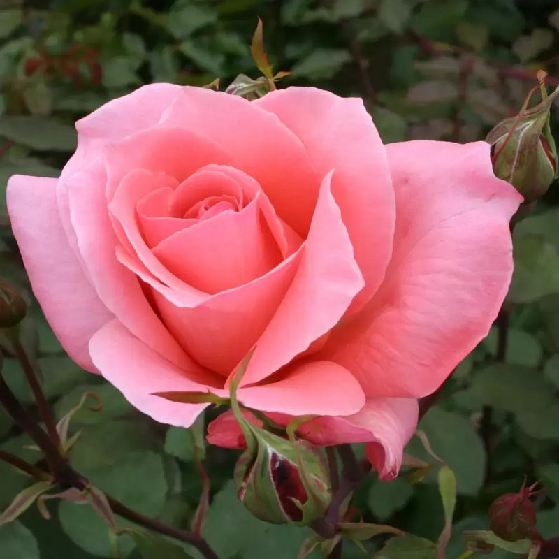 Blessings Hybrid Tea Rose 4.5 Litre