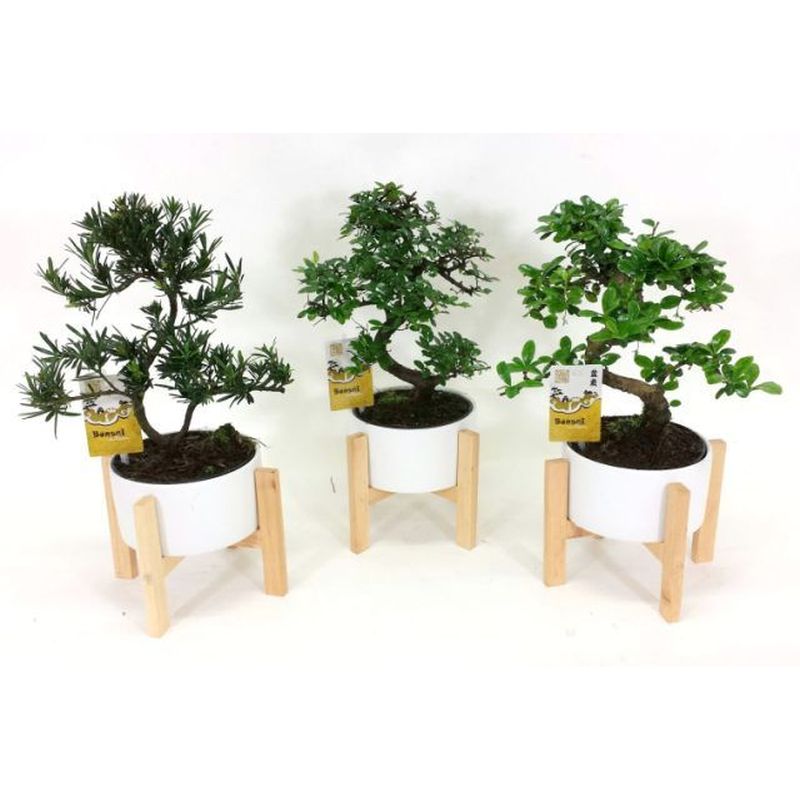 Bonsai mix on wooden legs 19cm Tall