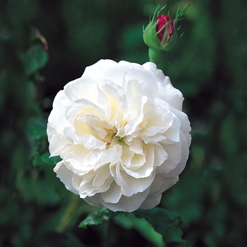 Boule De Neige Climbing Rose 4.5 Litre