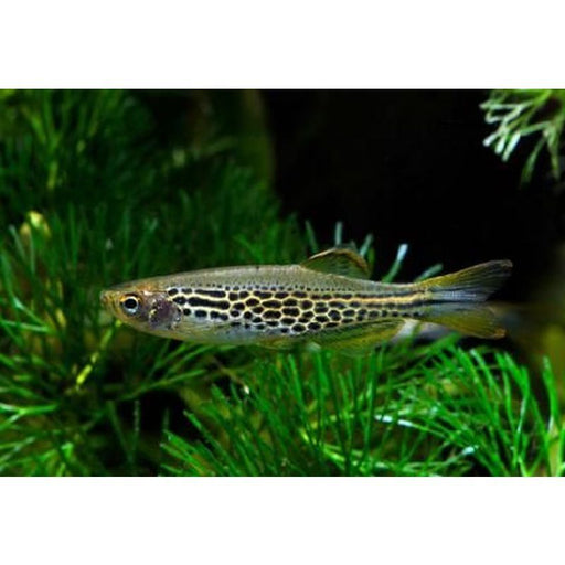 Danio Leopard