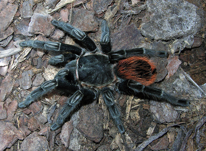 Yucatan Rust Rump Tarantula Brachypelma Epicureanum