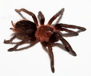 Brachypelma Vagans Tarantula
