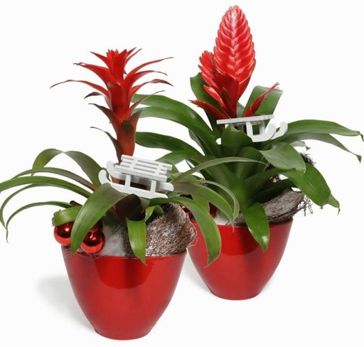 Bromelia Christmas arrangement 16 cm ceramic pot