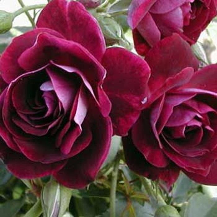 Burgundy Ice Floribunda Rose 4.5L