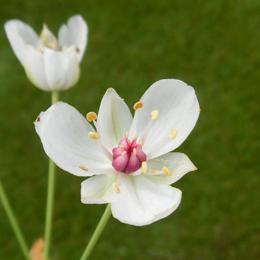 Butomus umbellatus 'Schneeweisschen' | White Flowering Rush P9