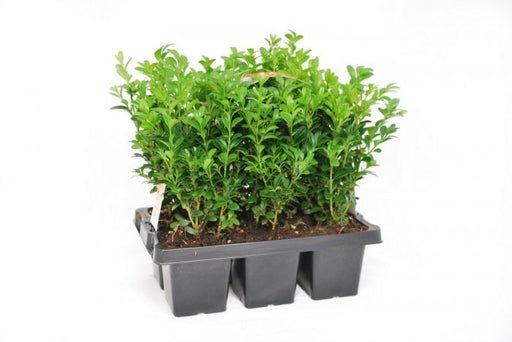 Buxus sempervirens six pack