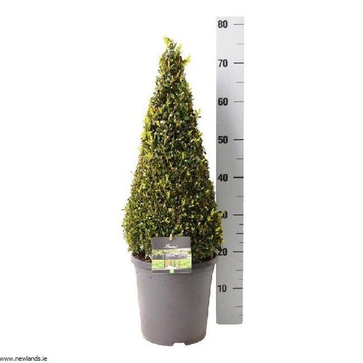 Buxus Sempervirens Pyramid Shape Topiary 50-60cm Tall