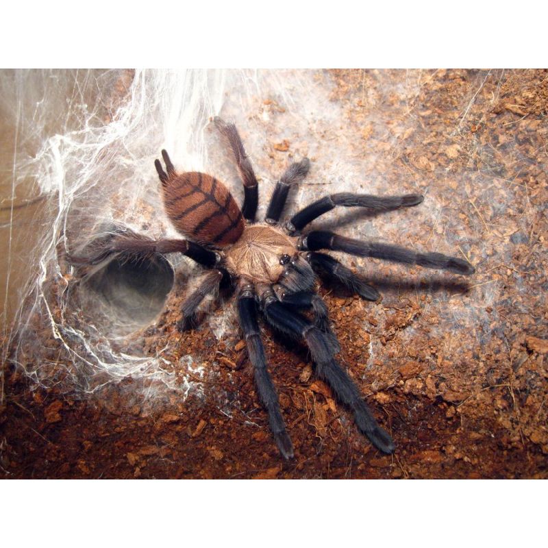 Tarantula Violet Indian Female