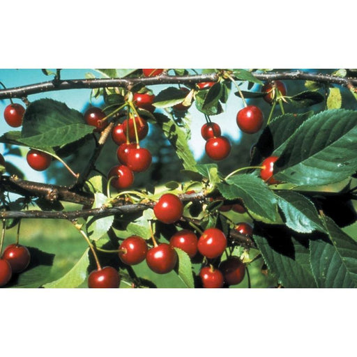 Morello Cherry 2 Year Bush - Self Fertile