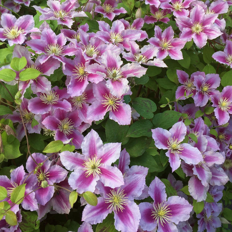 Clematis 'Piilu' 2L 3 Cane