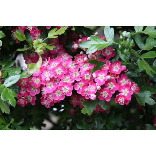 Crataegus Laevigata Pauls Scarlet 10L