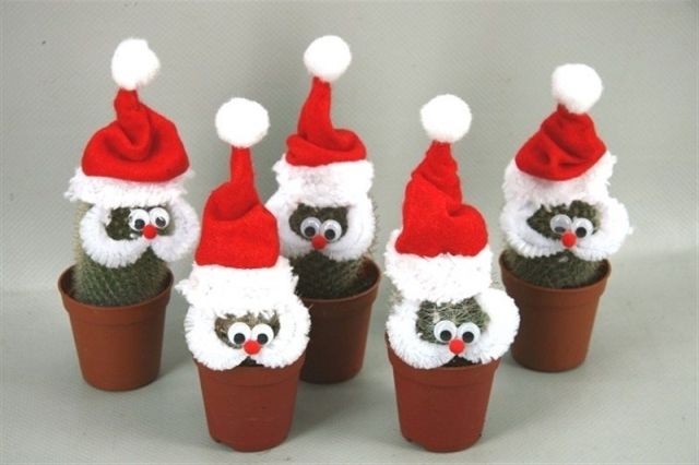Cactus 'Santa Claus' P 6.5