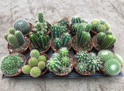 Cactus mix P10.5