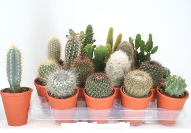 Cactus mix Terracotta pot 8cm